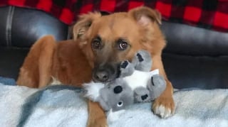 Illustration de l'article : 8 chiens qui ont jeté leur dévolu sur un jouet et ne le quittent plus