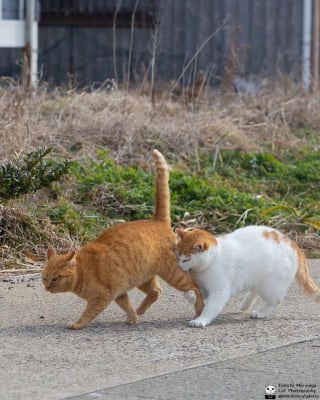 Illustration de l'article : 10 photos de chats qui se prennent pour Rocky Balboa