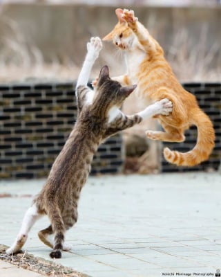 Illustration de l'article : 10 photos de chats qui se prennent pour Rocky Balboa