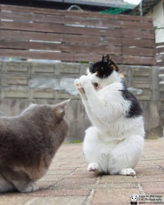 Illustration de l'article : 10 photos de chats qui se prennent pour Rocky Balboa