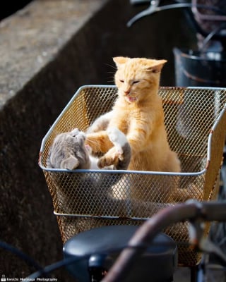 Illustration de l'article : 10 photos de chats qui se prennent pour Rocky Balboa