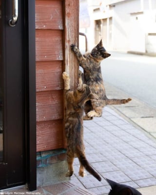 Illustration de l'article : 10 photos de chats qui se prennent pour Rocky Balboa