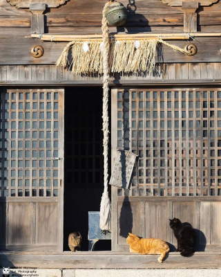 Illustration de l'article : 10 photos de chats qui se prennent pour Rocky Balboa