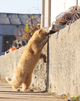 Illustration de l'article : 10 photos de chats qui se prennent pour Rocky Balboa