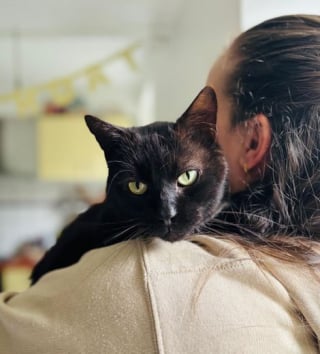 Illustration de l'article : Introuvable depuis un an et demi, un chat réapparaît près de l’ancien lieu de travail de sa maîtresse