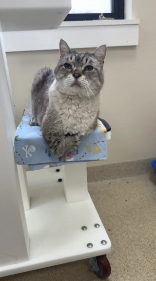 Illustration de l'article : Un chat aux pattes déformées et comparé à un T-rex goûte enfin au bonheur après avoir été adopté