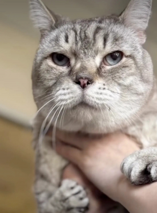 Illustration de l'article : Un chat aux pattes déformées et comparé à un T-rex goûte enfin au bonheur après avoir été adopté