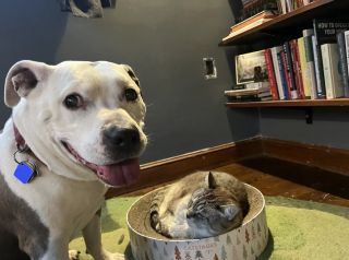 Illustration de l'article : Un chat aux pattes déformées et comparé à un T-rex goûte enfin au bonheur après avoir été adopté