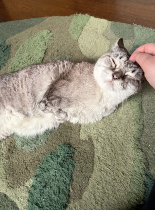 Illustration de l'article : Un chat aux pattes déformées et comparé à un T-rex goûte enfin au bonheur après avoir été adopté