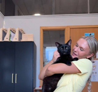 Illustration de l'article : Ce chat noir qui d&eacute;teste la solitude attend qu'un adoptant regarde au-del&agrave; de sa &laquo; diff&eacute;rence &raquo; et le sorte du refuge (vid&eacute;o) 