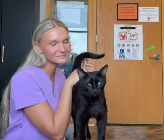 Illustration de l'article : Ce chat noir qui d&eacute;teste la solitude attend qu'un adoptant regarde au-del&agrave; de sa &laquo; diff&eacute;rence &raquo; et le sorte du refuge (vid&eacute;o) 