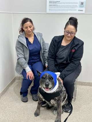 Illustration de l'article : Une chienne âgée de 12 ans partiellement aveugle a affronté un ours pour sauver sa famille