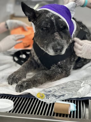 Illustration de l'article : Une chienne âgée de 12 ans partiellement aveugle a affronté un ours pour sauver sa famille