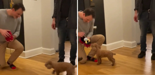 Illustration de l'article : Un propri&eacute;taire filme le refus de son Caniche lors d'une demande en mariage sur les r&eacute;seaux (vid&eacute;o)