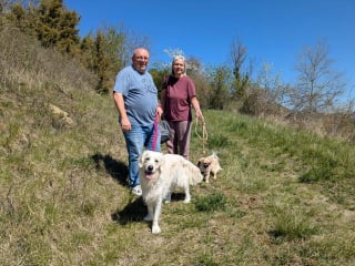 Illustration de l'article : Un Bouledogue Fran&ccedil;ais rescap&eacute; d&rsquo;un accident de la route s&rsquo;&eacute;chappe et est activement recherch&eacute;