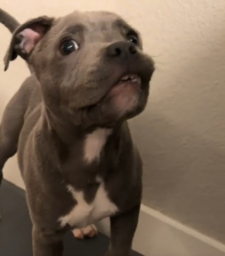 Illustration de l'article : Surpris par le son de son premier jouet qui couine, ce chiot r&eacute;v&egrave;le l'&eacute;veil de son instinct de chasseur (vid&eacute;o)