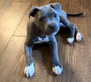 Illustration de l'article : Surpris par le son de son premier jouet qui couine, ce chiot r&eacute;v&egrave;le l'&eacute;veil de son instinct de chasseur (vid&eacute;o)