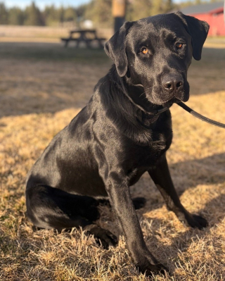 Illustration de l'article : Op&eacute;r&eacute; pour une s&eacute;v&egrave;re fracture gr&acirc;ce &agrave; 7 700 euros de dons, ce chien entame sa convalescence en attendant de trouver une famille d'accueil