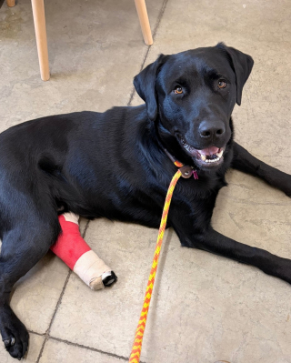 Illustration de l'article : Op&eacute;r&eacute; pour une s&eacute;v&egrave;re fracture gr&acirc;ce &agrave; 7 700 euros de dons, ce chien entame sa convalescence en attendant de trouver une famille d'accueil