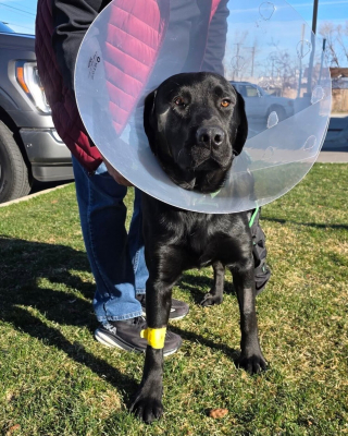 Illustration de l'article : Op&eacute;r&eacute; pour une s&eacute;v&egrave;re fracture gr&acirc;ce &agrave; 7 700 euros de dons, ce chien entame sa convalescence en attendant de trouver une famille d'accueil