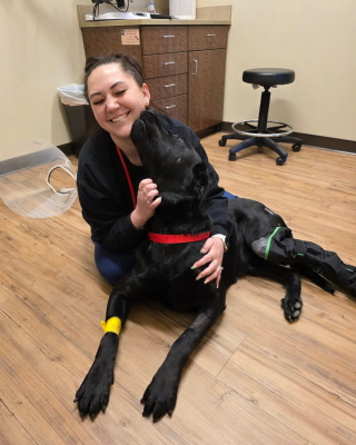 Illustration de l'article : Op&eacute;r&eacute; pour une s&eacute;v&egrave;re fracture gr&acirc;ce &agrave; 7 700 euros de dons, ce chien entame sa convalescence en attendant de trouver une famille d'accueil
