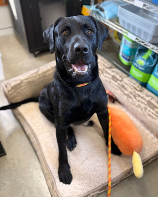 Illustration de l'article : Op&eacute;r&eacute; pour une s&eacute;v&egrave;re fracture gr&acirc;ce &agrave; 7 700 euros de dons, ce chien entame sa convalescence en attendant de trouver une famille d'accueil