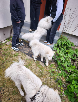 Illustration de l'article : 5 chiens privés de soins et vivant dans un appartement rempli de déchets sauvés après les signalements de riverains (vidéo)