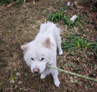 Illustration de l'article : 5 chiens privés de soins et vivant dans un appartement rempli de déchets sauvés après les signalements de riverains (vidéo)