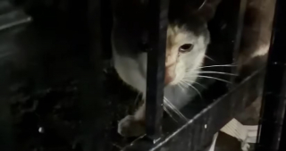 Illustration de l'article : Ce chat dont le &laquo; parcours ressemble &agrave; un miracle &raquo; rena&icirc;t apr&egrave;s une op&eacute;ration pour une fracture au bassin financ&eacute; par une cagnotte solidaire