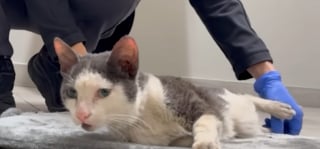 Illustration de l'article : Ce chat dont le &laquo; parcours ressemble &agrave; un miracle &raquo; rena&icirc;t apr&egrave;s une op&eacute;ration pour une fracture au bassin financ&eacute; par une cagnotte solidaire