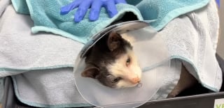 Illustration de l'article : Ce chat dont le &laquo; parcours ressemble &agrave; un miracle &raquo; rena&icirc;t apr&egrave;s une op&eacute;ration pour une fracture au bassin financ&eacute; par une cagnotte solidaire