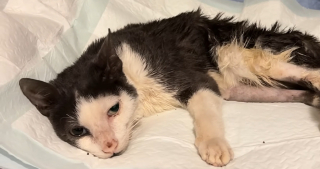 Illustration de l'article : Ce chat dont le &laquo; parcours ressemble &agrave; un miracle &raquo; rena&icirc;t apr&egrave;s une op&eacute;ration pour une fracture au bassin financ&eacute; par une cagnotte solidaire