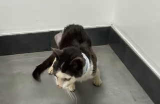 Illustration de l'article : Ce chat dont le &laquo; parcours ressemble &agrave; un miracle &raquo; rena&icirc;t apr&egrave;s une op&eacute;ration pour une fracture au bassin financ&eacute; par une cagnotte solidaire