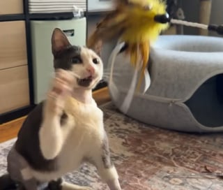 Illustration de l'article : Ce chat dont le &laquo; parcours ressemble &agrave; un miracle &raquo; rena&icirc;t apr&egrave;s une op&eacute;ration pour une fracture au bassin financ&eacute; par une cagnotte solidaire