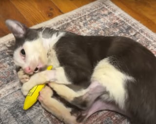 Illustration de l'article : Ce chat dont le &laquo; parcours ressemble &agrave; un miracle &raquo; rena&icirc;t apr&egrave;s une op&eacute;ration pour une fracture au bassin financ&eacute; par une cagnotte solidaire