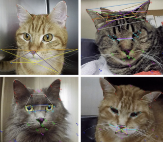 Illustration de l'article : Des scientifiques utilisent l'intelligence artificielle pour lire les expressions des chats et rep&eacute;rer leur douleur rapidement