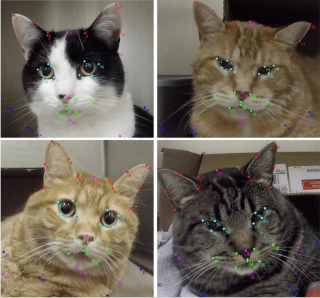 Illustration de l'article : Des scientifiques utilisent l'intelligence artificielle pour lire les expressions des chats et rep&eacute;rer leur douleur rapidement