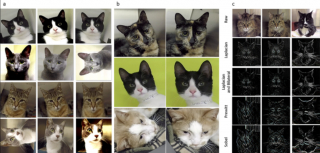 Illustration de l'article : Des scientifiques utilisent l'intelligence artificielle pour lire les expressions des chats et rep&eacute;rer leur douleur rapidement