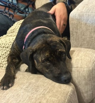 Illustration de l'article : &laquo; Son sang &eacute;tait principalement compos&eacute; d'eau &raquo;, une chienne couverte de tiques abandonn&eacute;e sur un parking est sauv&eacute;e d'une an&eacute;mie parasitaire (vid&eacute;o)