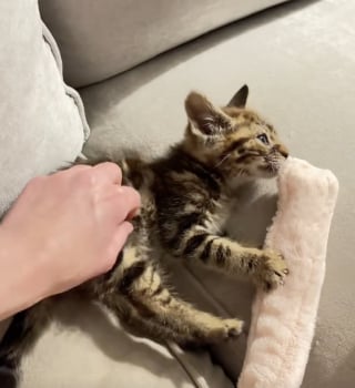 Illustration de l'article : Une automobiliste découvre au milieu de la route un chaton abandonné incapable d’ouvrir les yeux et décide de le sauver (vidéo)