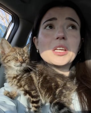 Illustration de l'article : Une automobiliste découvre au milieu de la route un chaton abandonné incapable d’ouvrir les yeux et décide de le sauver (vidéo)
