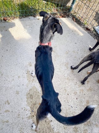 Illustration de l'article : D&eacute;couvert dans une habitation insalubre, ce chien autrefois squelettique retrouve une famille apr&egrave;s un premier &eacute;chec d&rsquo;adoption (vid&eacute;o)