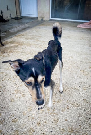 Illustration de l'article : D&eacute;couvert dans une habitation insalubre, ce chien autrefois squelettique retrouve une famille apr&egrave;s un premier &eacute;chec d&rsquo;adoption (vid&eacute;o)