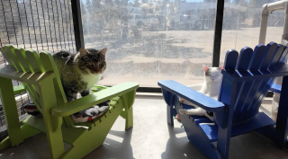 Illustration de l'article : Un retrait&eacute; construit des dizaines de chaises miniatures pour am&eacute;liorer le confort des chats en refuge