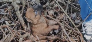 Illustration de l'article : Caché dans un tas de feuilles et de brindilles, ce chiot effrayé découvre la bienveillance grâce à sa sauveteuse
