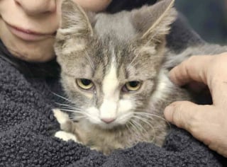 Illustration de l'article : Un chat errant nourri et recueilli par des ouvriers sur un chantier trouve une famille apr&egrave;s une longue gu&eacute;rison