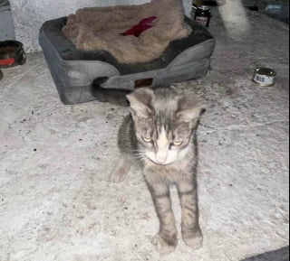 Illustration de l'article : Un chat errant nourri et recueilli par des ouvriers sur un chantier trouve une famille apr&egrave;s une longue gu&eacute;rison