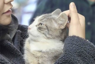 Illustration de l'article : Un chat errant nourri et recueilli par des ouvriers sur un chantier trouve une famille apr&egrave;s une longue gu&eacute;rison