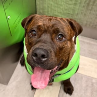 Illustration de l'article : Une chienne trouve sa famille pour la vie apr&egrave;s avoir port&eacute; un gilet jaune dans le m&eacute;tro pour se faire conna&icirc;tre (vid&eacute;o)