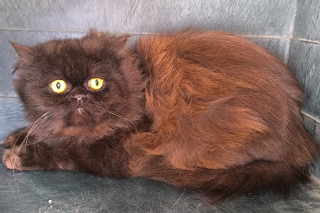 Illustration de l'article : Rescap&eacute; d&rsquo;un &eacute;levage clandestin, ce chat Persan au regard inquiet cherche une famille qui lui redonnera la joie de vivre